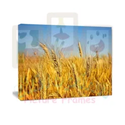 High Quality Golden Hour Field Canvas in Alabama